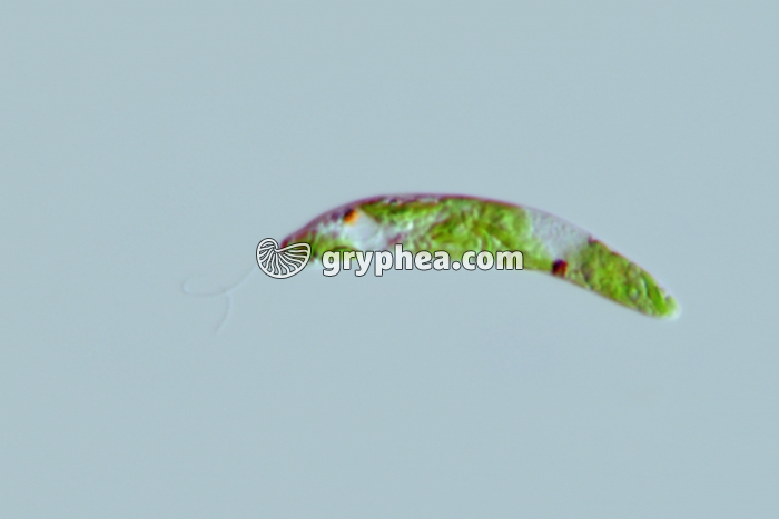 Euglène vivante (Euglena viridis) x240 - gryphea.com